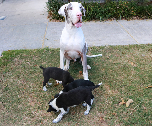 Puppies that were dumped are with their Foster brother Great Dane Duke